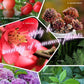 🎅🔥2024 Hot Sale $16.99🎄🎉Home Gardening Universal Slow-Release Tablet Organic Fertilizer (22 PCS)（50% OFF）